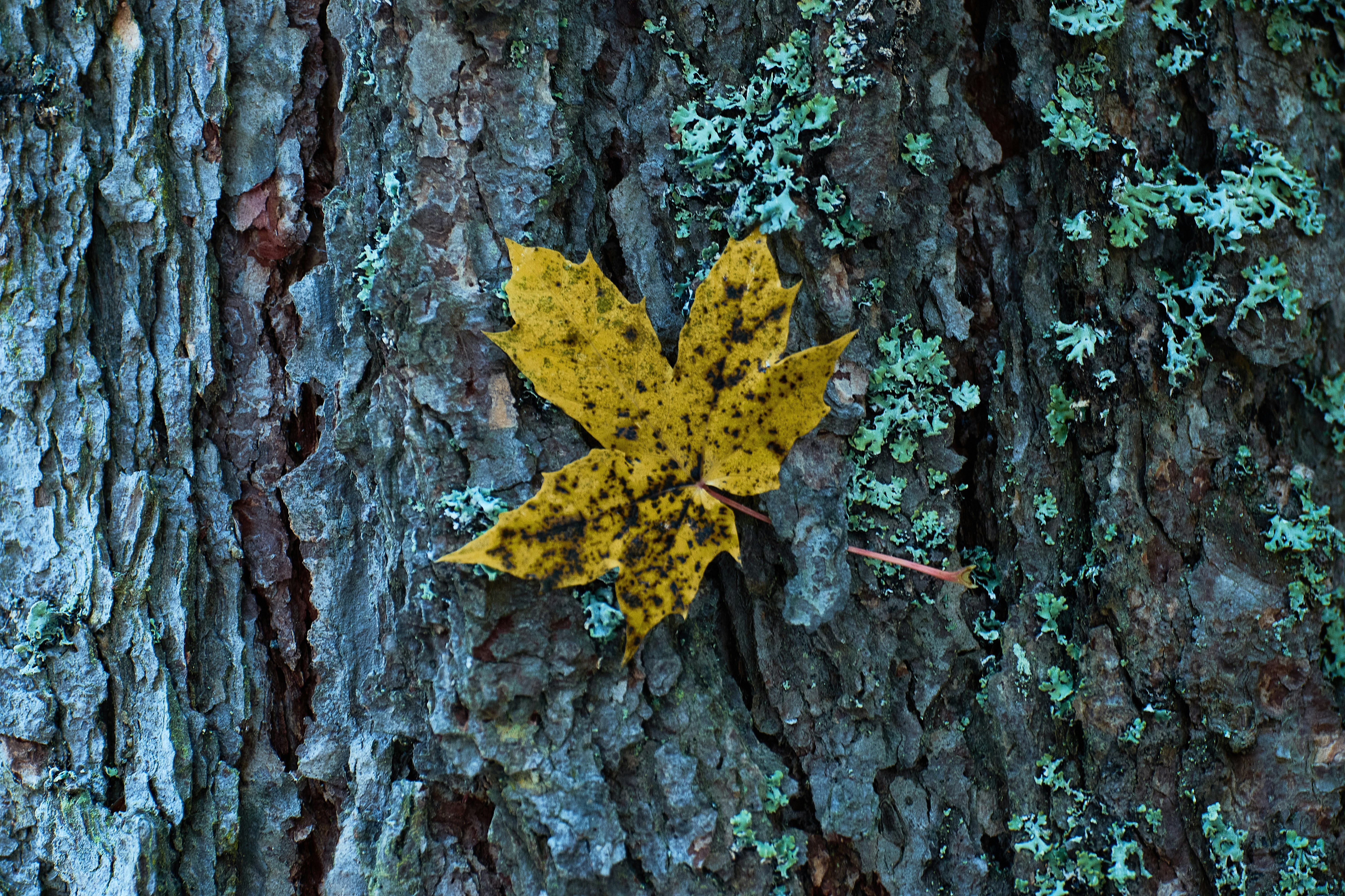 Bladschimmel_VebegoGroen