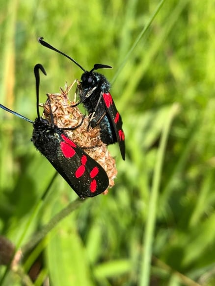 Hoe werkt een ecosysteem