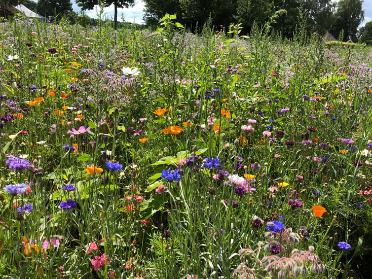 Inheemse planten bevorderen