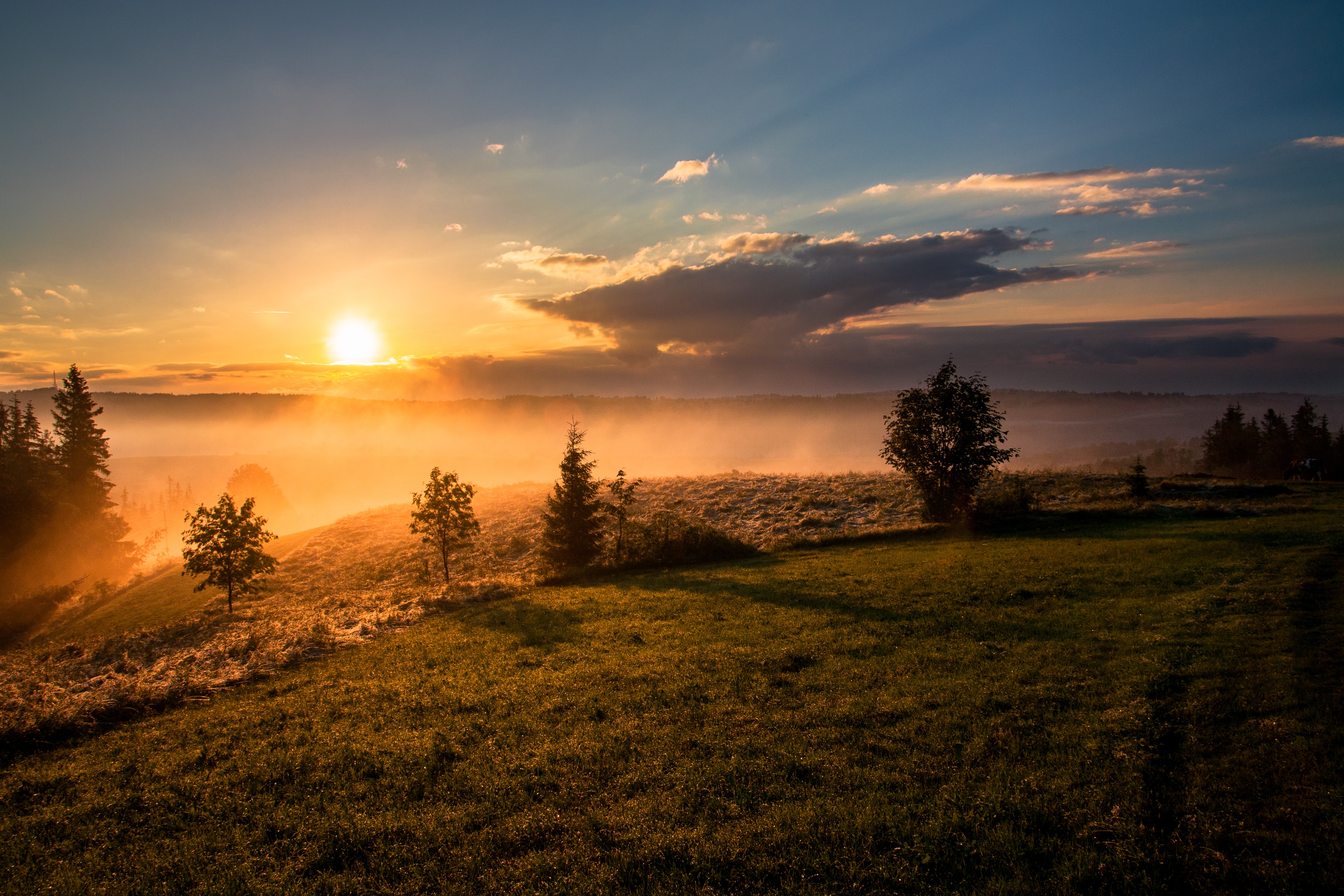 Ecosysteem, biodiversiteit